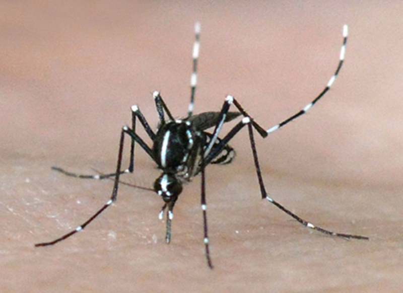 El Ayuntamiento multará hasta con 3000€ a los que no cumplan la ordenanza contra el mosquito tigre