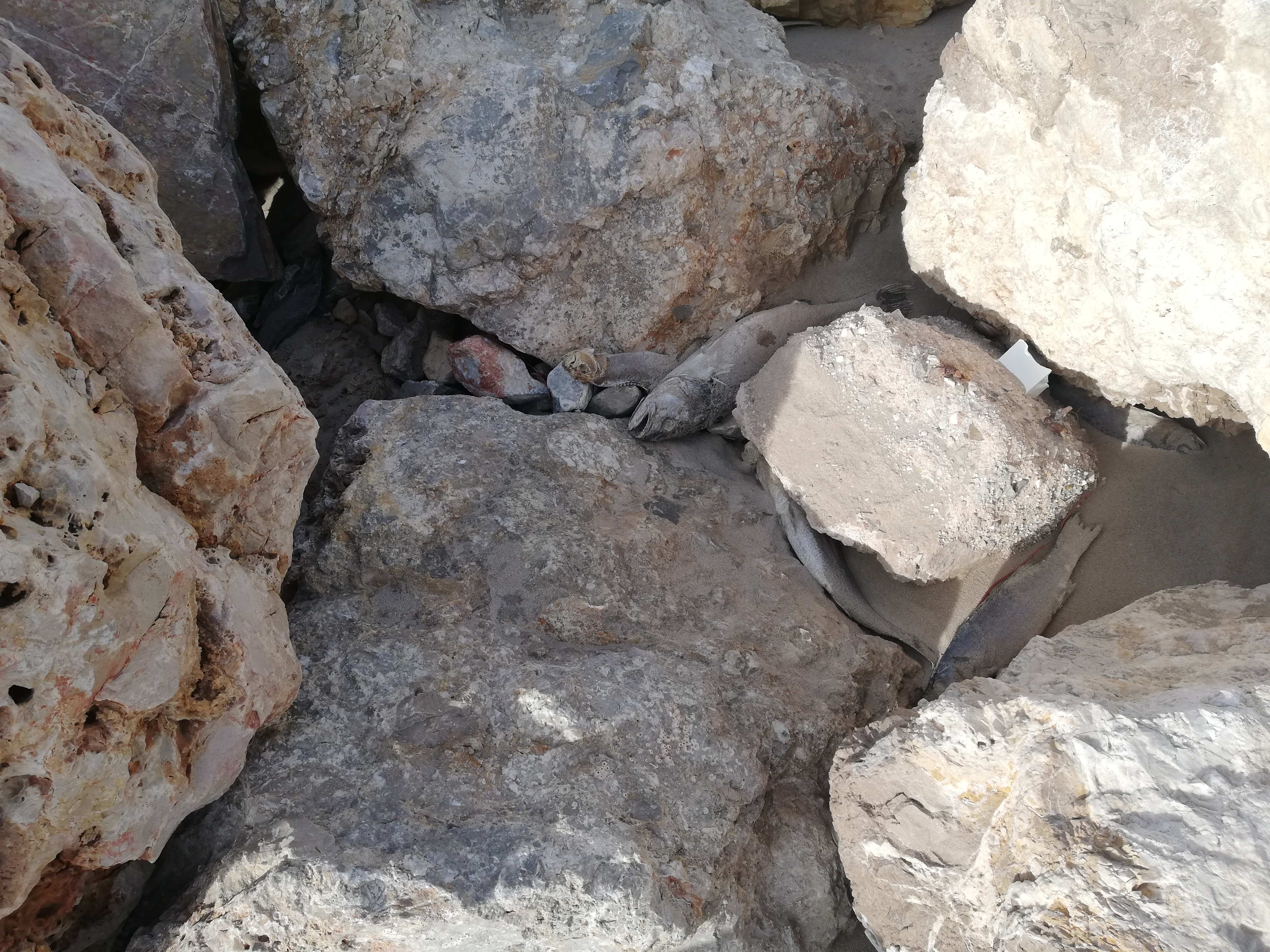 10 días después del temporal, en Cullera aún hay peces muertos en la Playa