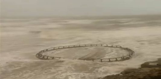 Alerta sanitaria por miles de peces muertos
