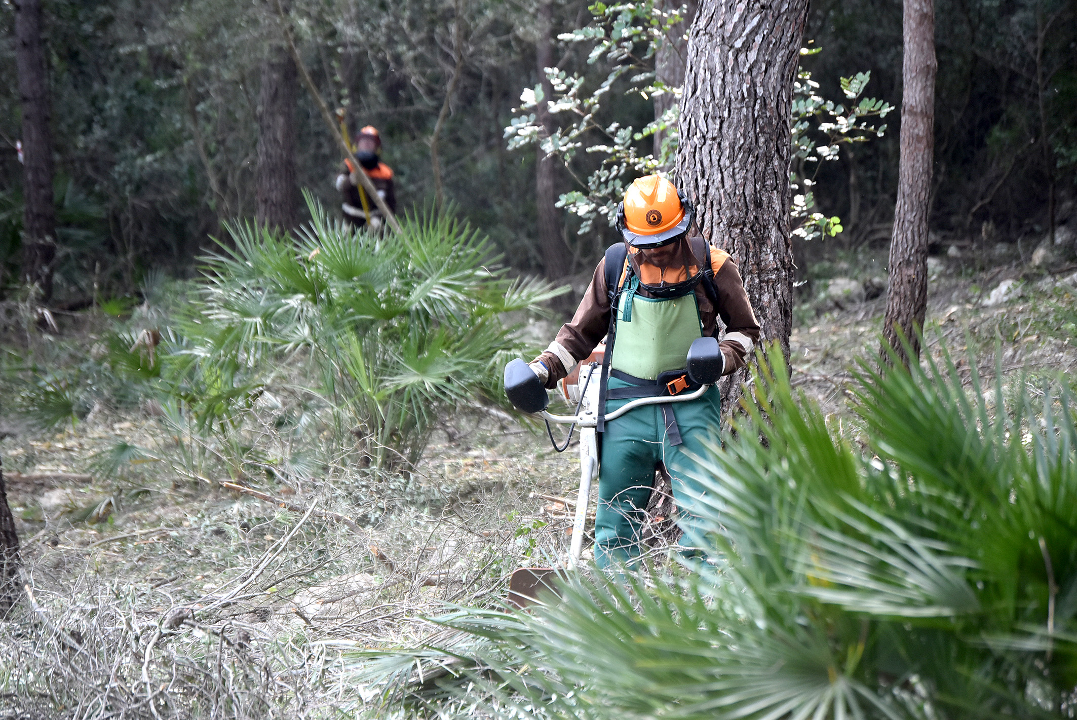 Las brigadas de Diputacio acondicionan 36.000 m2 en Alzira para prevenir incendios