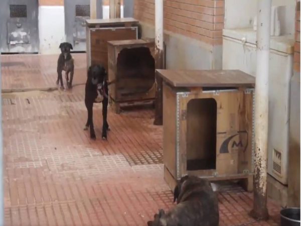 Los animales también sufren en Valencia esta crisis y el Ayuntamiento les da la espalda