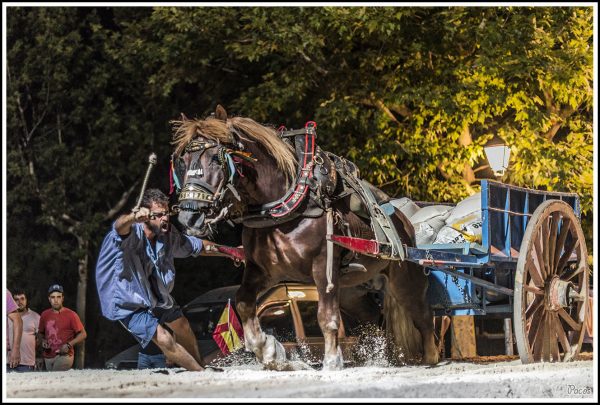 El Tiro y Arrastre: Por Alicia Giner Casino