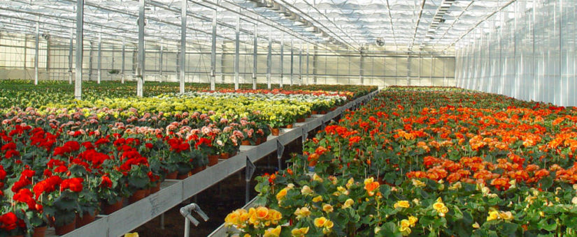 El Consell aprueba un paquete de ayudas de 2,6 millones de euros para los productores de flor cortada y planta ornamental
