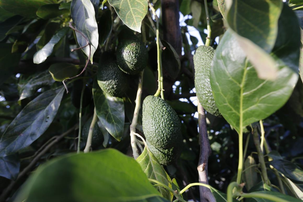 Mercadona compra más de 7.100 Toneladas de Aguacate de origen nacional para la campaña de este año, un 30%más que en 2019