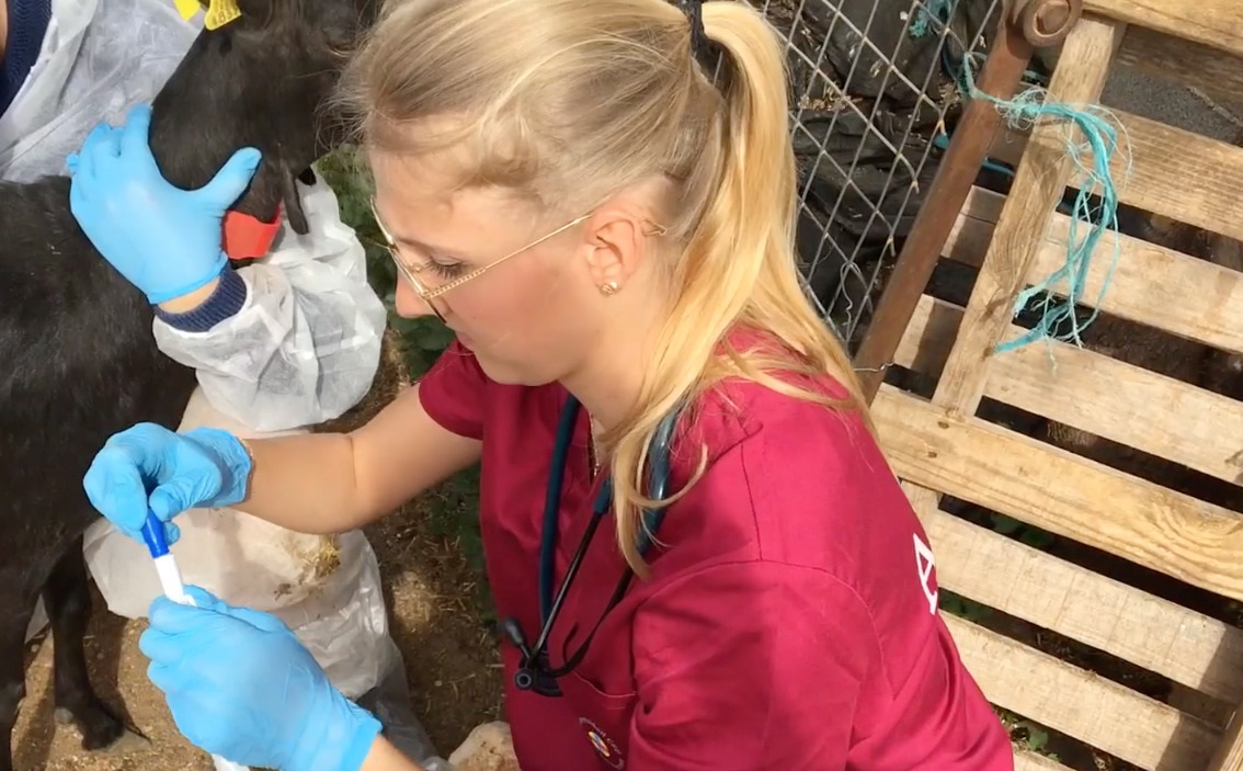 Estudiantes de Veterinaria de la CEU UCH participan en un proyecto de aprendizaje cooperativo internacional sobre Agentes Biológicos