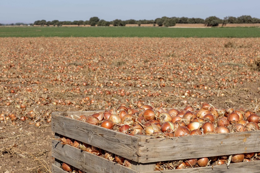 Mercadona prevé comprar 85.000 toneladasde cebollas de origen nacional,un 6% más que en 2019