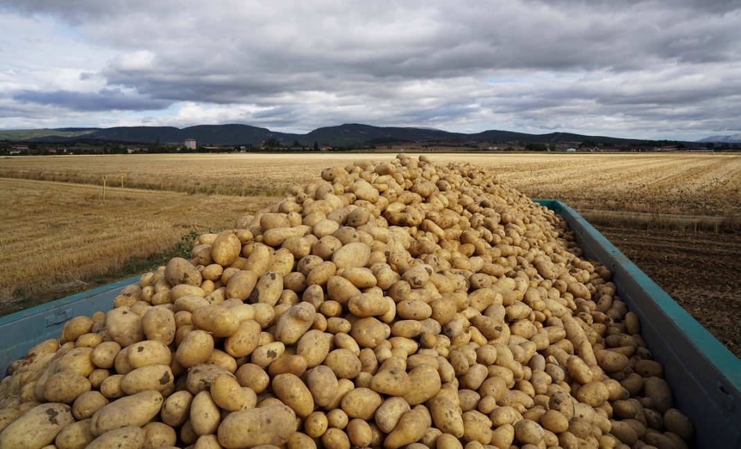 Mercadona prevé comprar 92.000 toneladas de patatas de origen nacional para la campaña de este año, un 7% más que en 2019