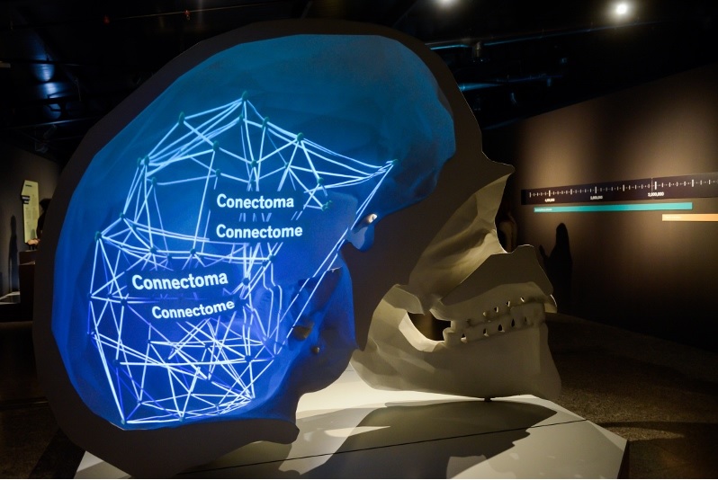 Últimas semanas para visitar las exposiciones 'Talking Brains' y 'Mediterráneo' en el Museu de les Ciències