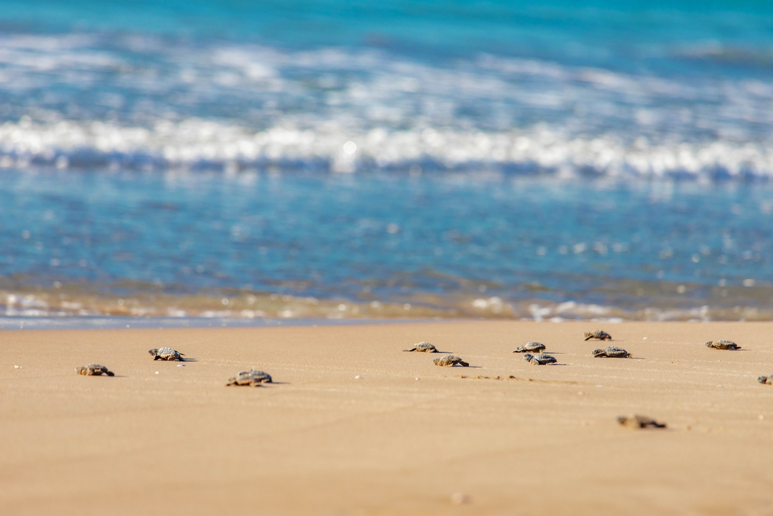 Liberadas 23 tortugas bobas en la playa de Cap Blanc en Cullera