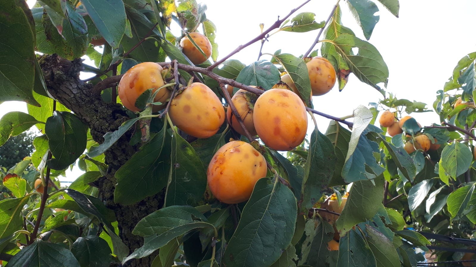 AVA Asaja más de 4 millones pérdidas por el pedrisco de la semana pasada