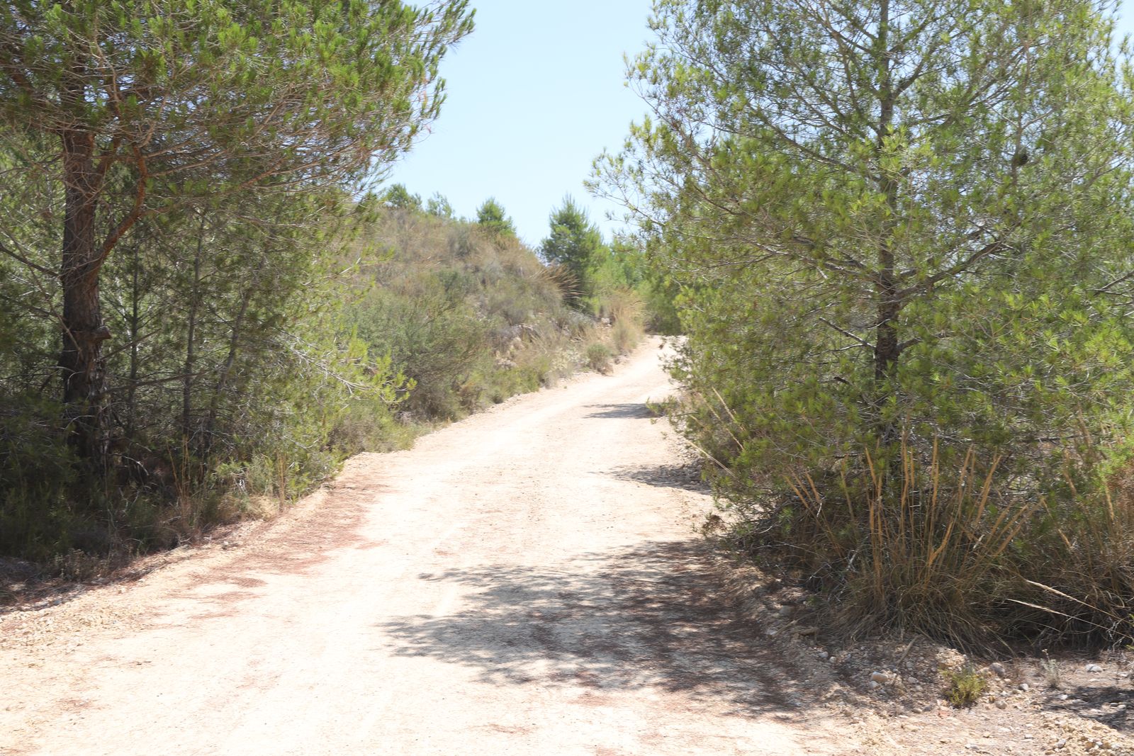 Paterna duplica la brigada de silvicultura para reforzar el mantenimiento de sus zonas forestales