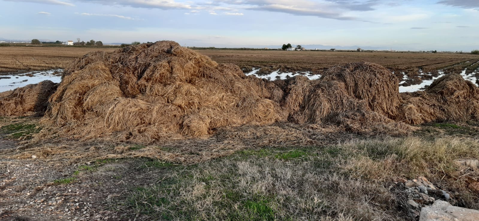 El temporal ha arrastrado a las acequias la paja no recogida que ahora pudre y elimina el oxígeno del agua