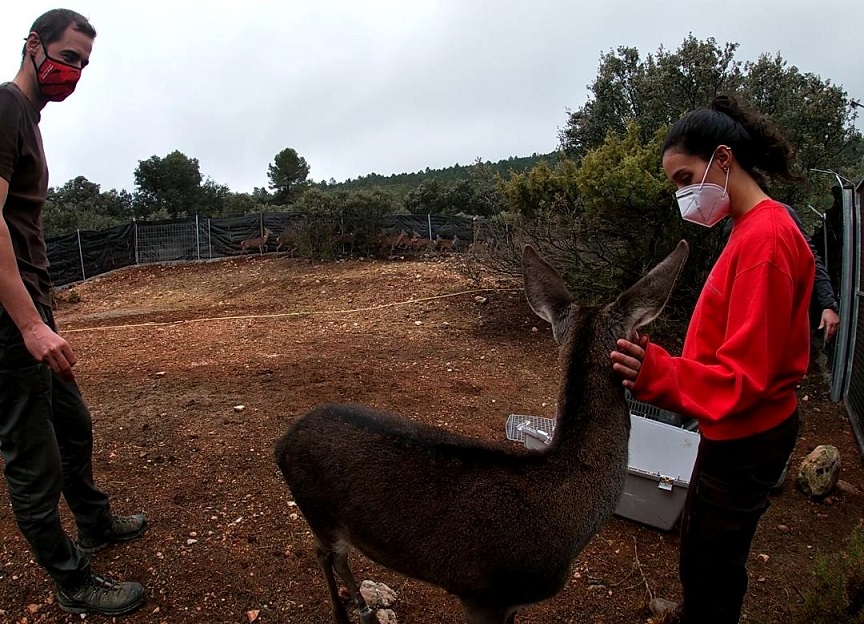 Veterinarios de la CEU UCH rescatan un ciervo en El Rincón de Ademuz (Valencia)   