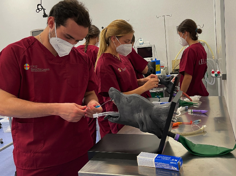 Investigadores de la CEU UCH incorporan modelos de simulación para formar a los estudiantes de Veterinaria en prácticas clínicas