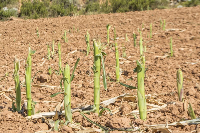 AVA-ASAJA pide reflexión para compatibilizar la protección de la fauna salvaje y de la agricultura