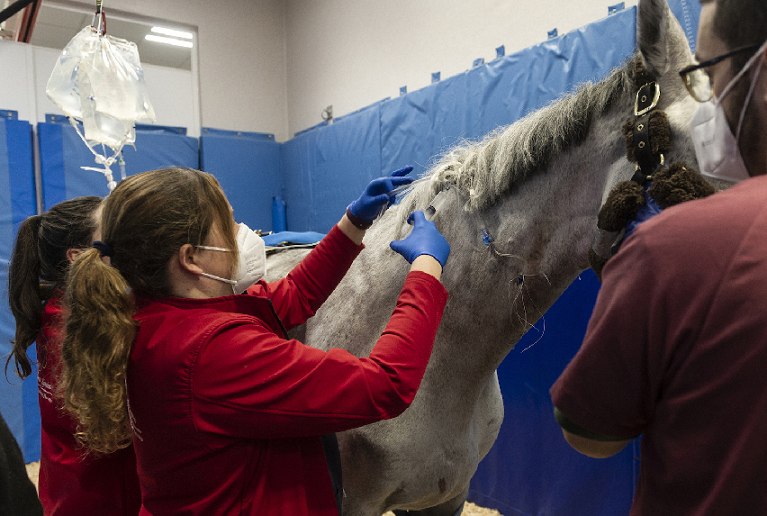 El Hospital Clínico Veterinario de la CEU UCH da de alta a los seis primeros caballos recuperados del brote de herpesvirus equino