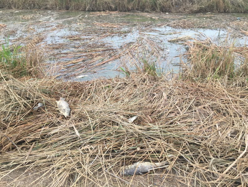 El PPCV denuncia el “estado crítico” de La Albufera por la acumulación de la paja del arroz y mortandad de peces