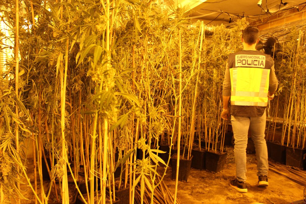 La policía nacional se incauta de 1.500 plantas de marihuana en una nave de Quart de Poblet