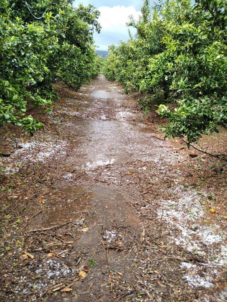 AVA-ASAJA asegura que el pedrisco causó daños importantes en 800 hectáreas de la comarca de La Costera
