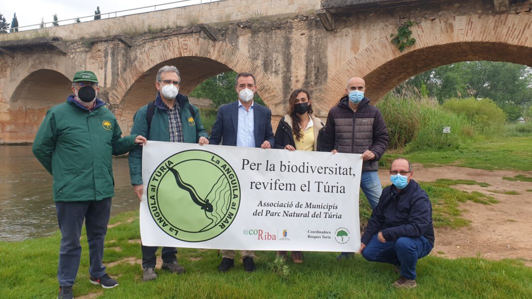 La Plataforma de la Anguila y la Asociación de Municipios del Túria reclaman la construcción de un canal ecológico que garantice la supervivencia de la anguila