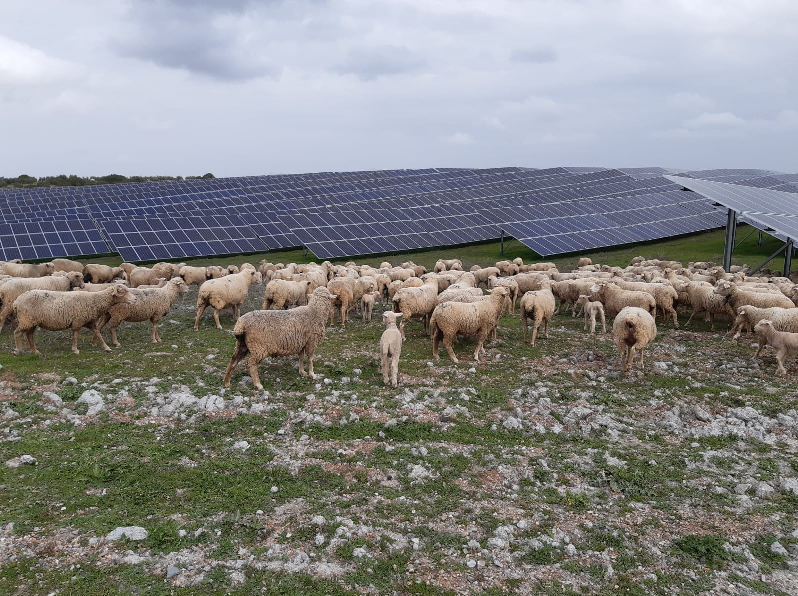 Iberdrola busca soluciones colaborativas para combinar agricultura y ganadería en las plantas fotovoltaicas