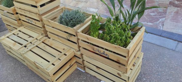 Plantas condenadas a la muerte en una instalación municipal por la semana del urbanismo sostenible