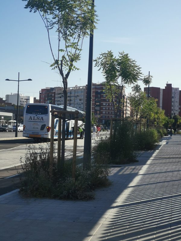 Fernando Giner critica el estado de abandono de los alcorques frente a la estación del AVE que dañan la imagen de la Ciudad