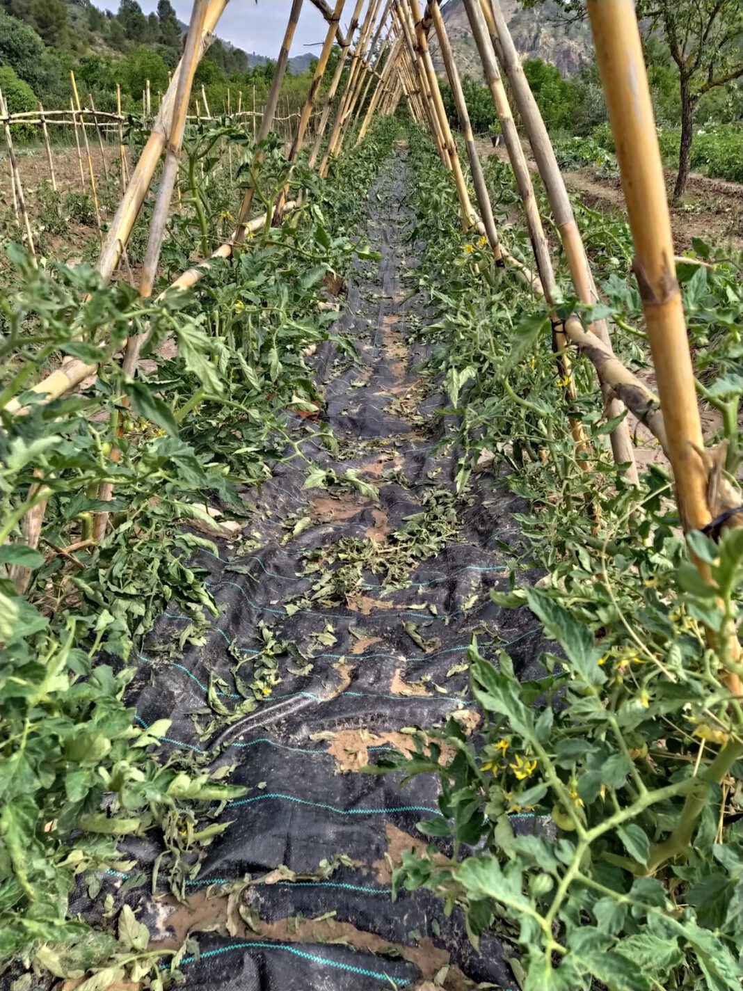 El pedrisco causa daños en 7.000 hectáreas de cultivo en Utiel-Requena, Rincón de Ademuz y Valle de Ayora