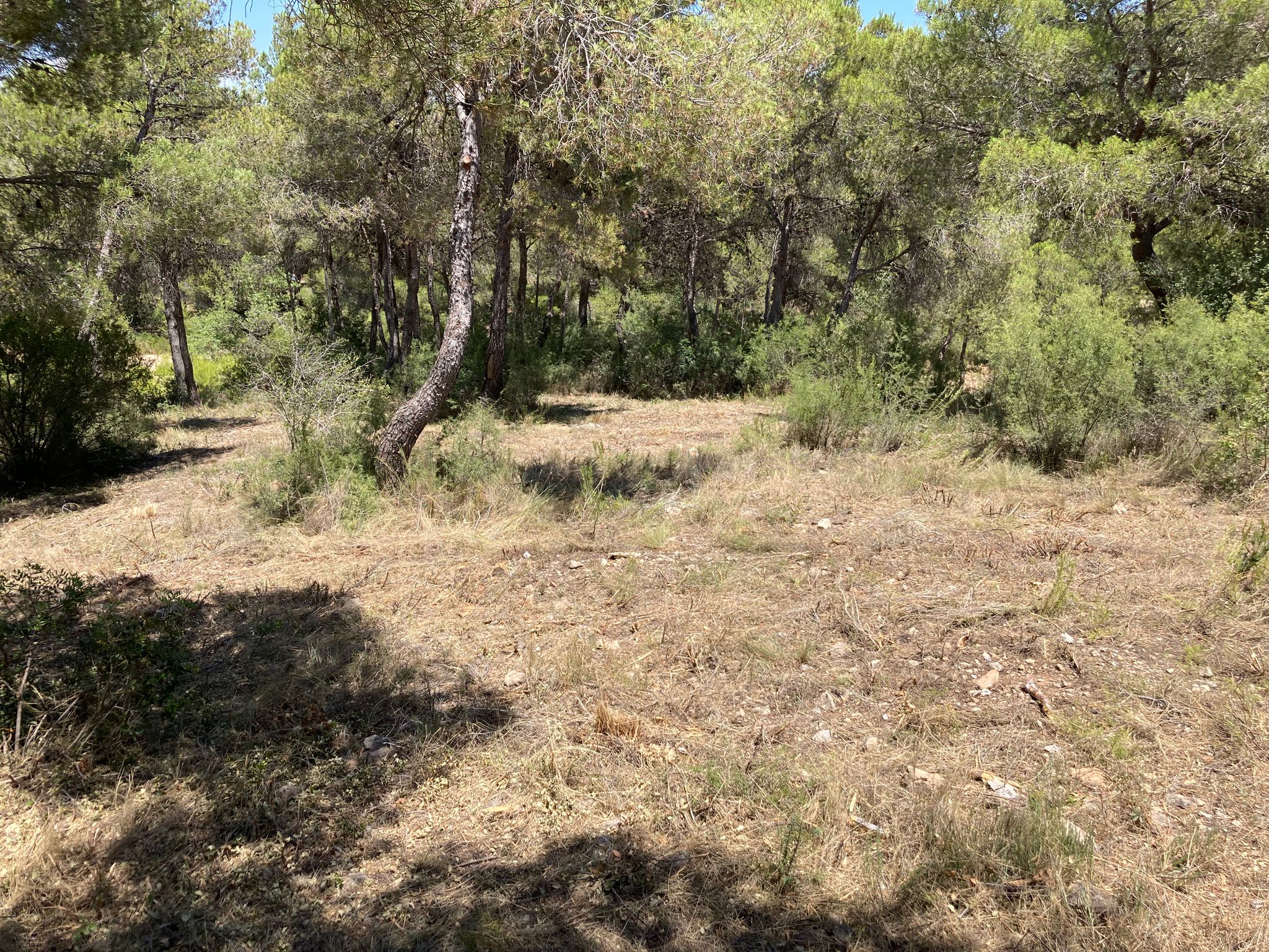 Vilamarxant realiza trabajos forestales en la zona de Les Rodanes para minimizar los riesgos y mejorar la seguridad en caso de incendio