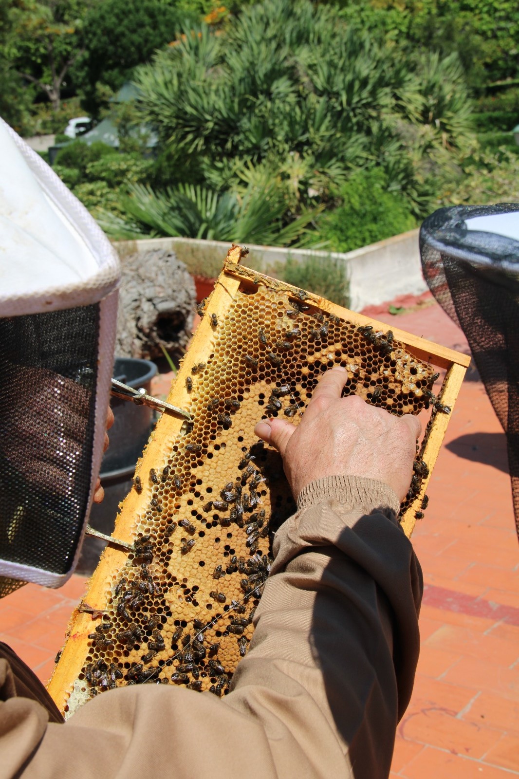 Valencia adjudica el primer contrato de experiencias piloto para fomentar la biodiversidad urbana en el parque de Marxalenes y en el centro Natúria
