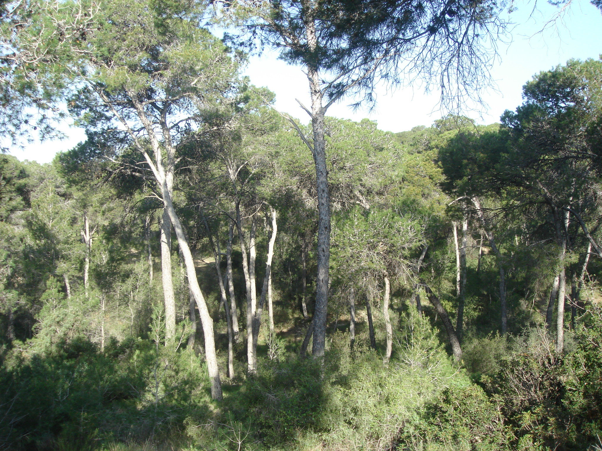 Torrent tendrá una brigada permanente para el mantenimiento de las zonas forestales
