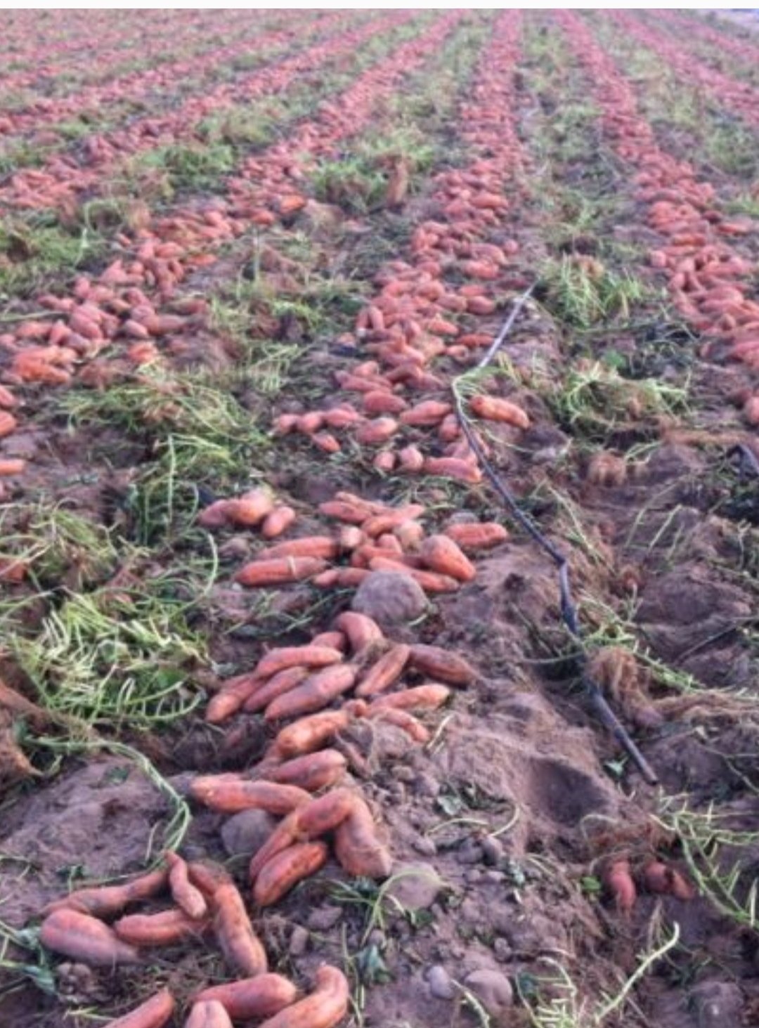 El sector agrícola desespera ante los precios que no cubre ni la inversión y el Gobierno se preocupa por el calor