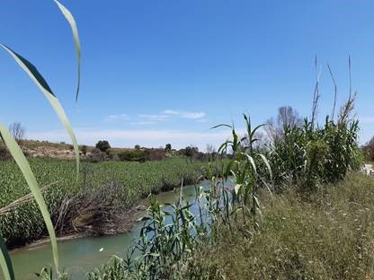 La CHJ invierte más de medio millón de euros en actuaciones de restauración del bosque de ribera autóctono en el río Turia, en el término municipal de Ribarroja de Túria