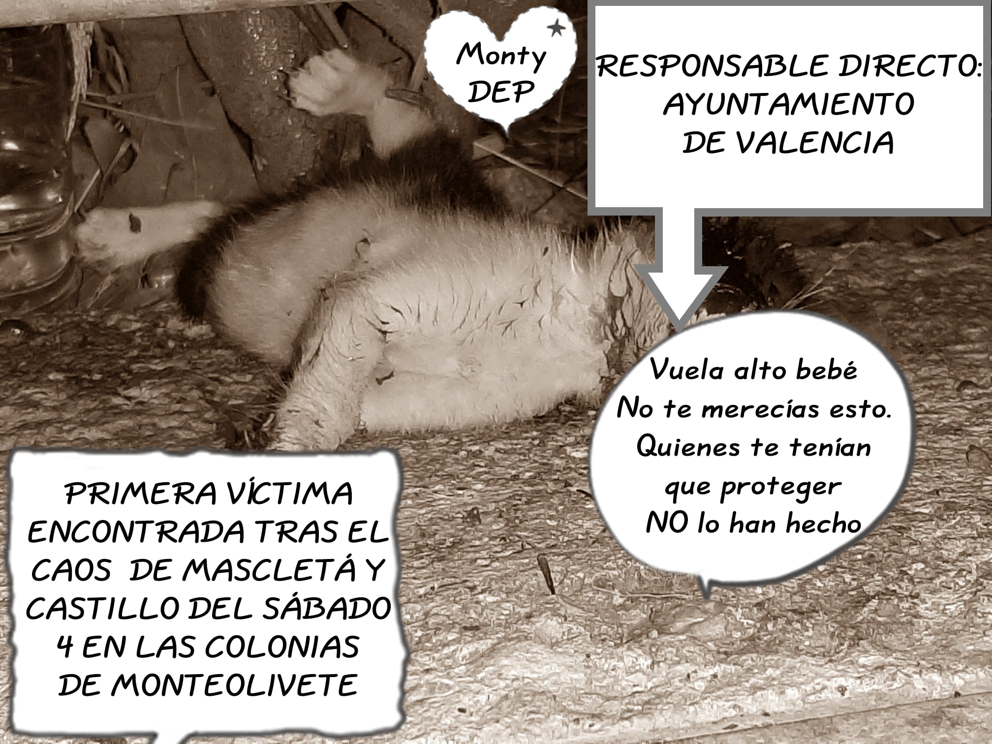 Advierten de la primera muerte de un gato tras los eventos pirotécnicos programados por el Ayuntamiento junto a las colonias felinas