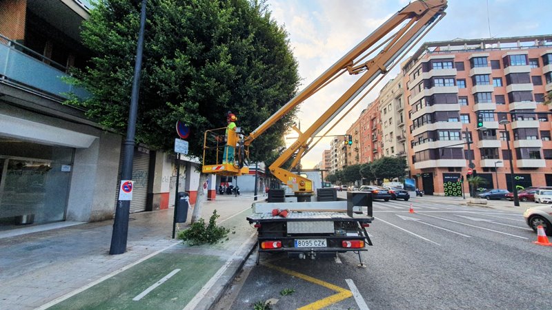El Ayuntamiento poda de los 231 ficus de la avenida del Puerto, cortando dos carriles al trñafico y causando retenciones