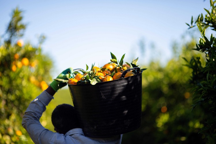 AVA-ASAJA, LA UNIÓ y Cooperatives Agro-alimentàries consideran que su propuesta es “la más razonable y de futuro para la convivencia de citricultores y apicultores”