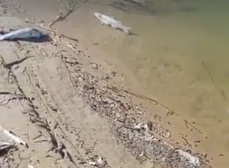 Fernando Giner denuncia la presencia de peces muertos en la desembocadura de la Gola de Pujol