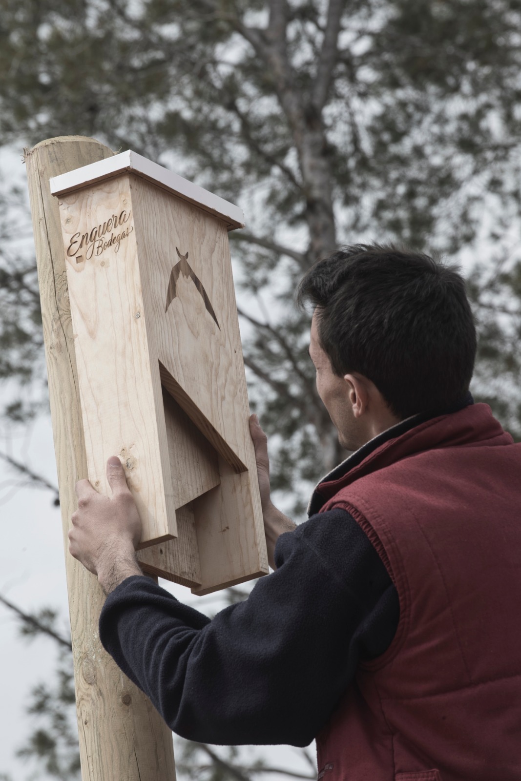 Bodegas Enguera instala 245 cajas de murciélagos en Europa para combatir la polilla del racimo