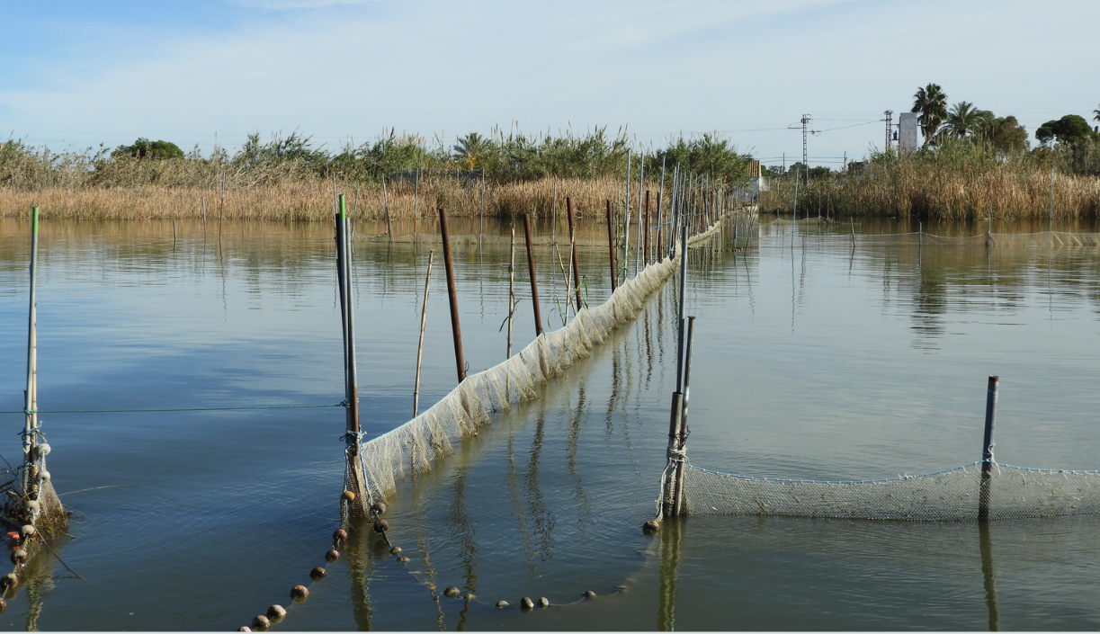 La Policía de la Generalitat identifica a 20 personas y 23 vehículos en la campaña de prevención de pesca de angulas en la Albufera