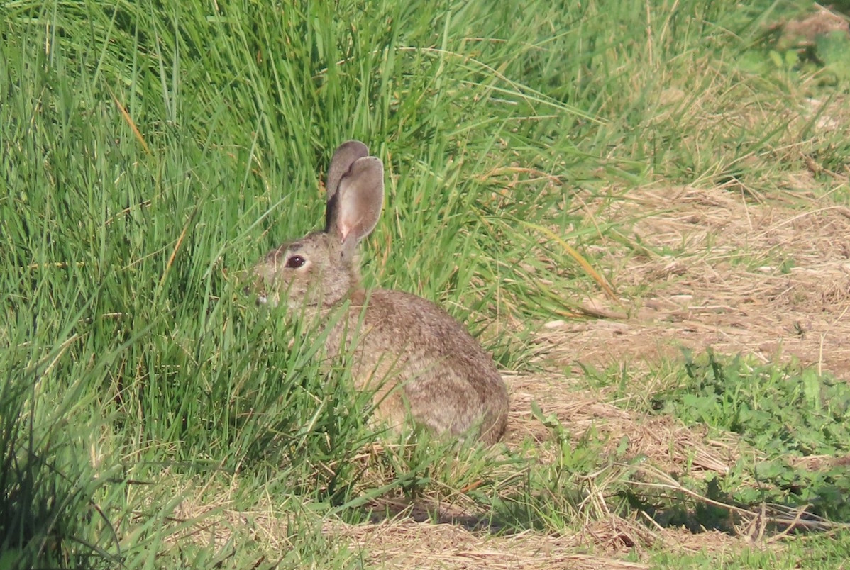 Investigadores de la CEU UCH avanzan en la identificación del hábitat idóneo para la reintroducción del lince ibérico en el este peninsular