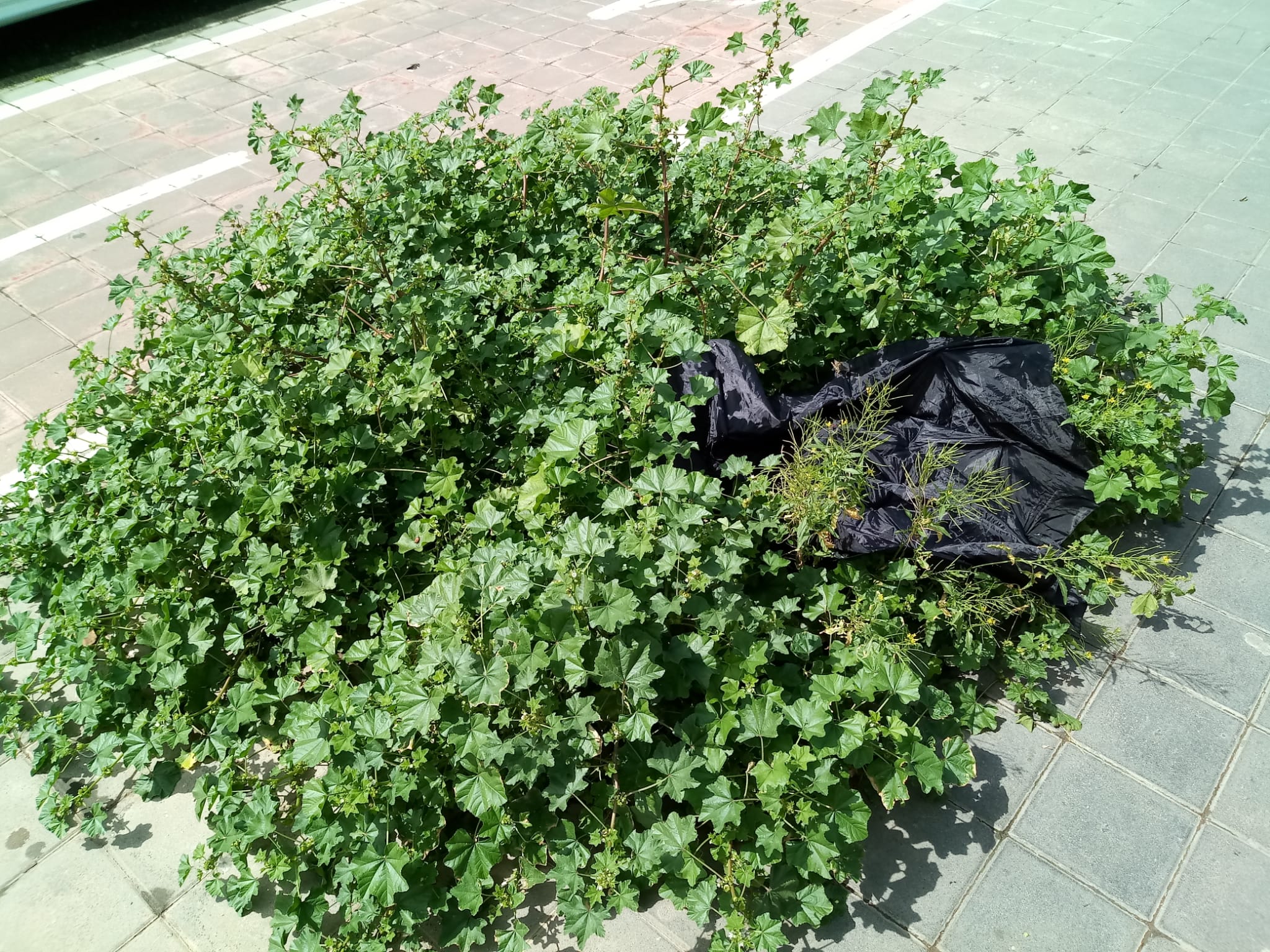 La «biodiversidad» de los alcorques y el ecologismo de pandereta de Valencia