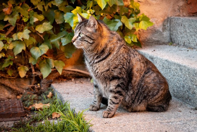 El Ayuntamiento impulsa el III Plan Colonial Felino para mejorar la gestión ética y participativa de las colonias felinas en Valencia.