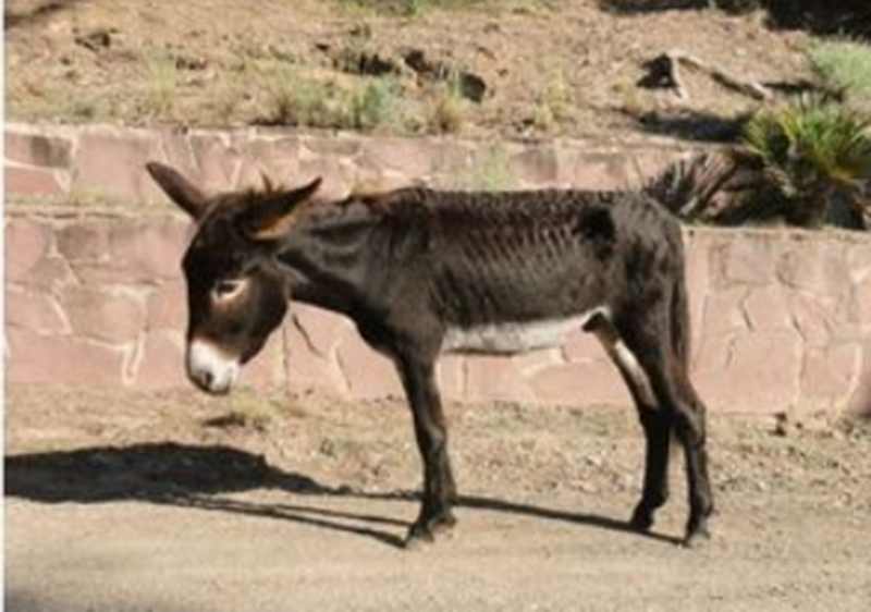 La Fiscalía remite al Juzgado el caso de los burros que murieron en el Desert de les Palmes por posible maltrato animal