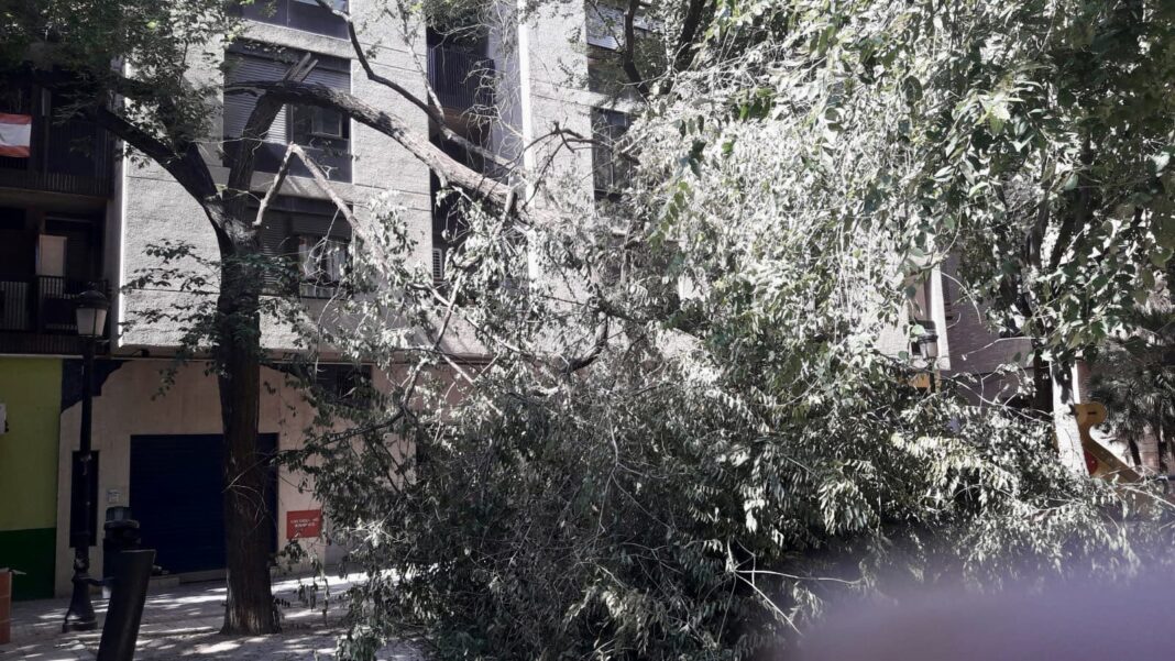 Un árbol de grandes dimensiones se desploma en un parque infantil de la Calle Polo y Peyrolón por la falta de mantenimiento
