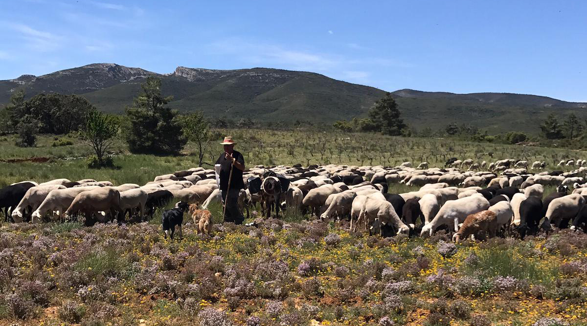 AVA ASAJA pide que en la nueva ley de protección animal se distinga entre animales de compañía y animales de trabajo del campo
