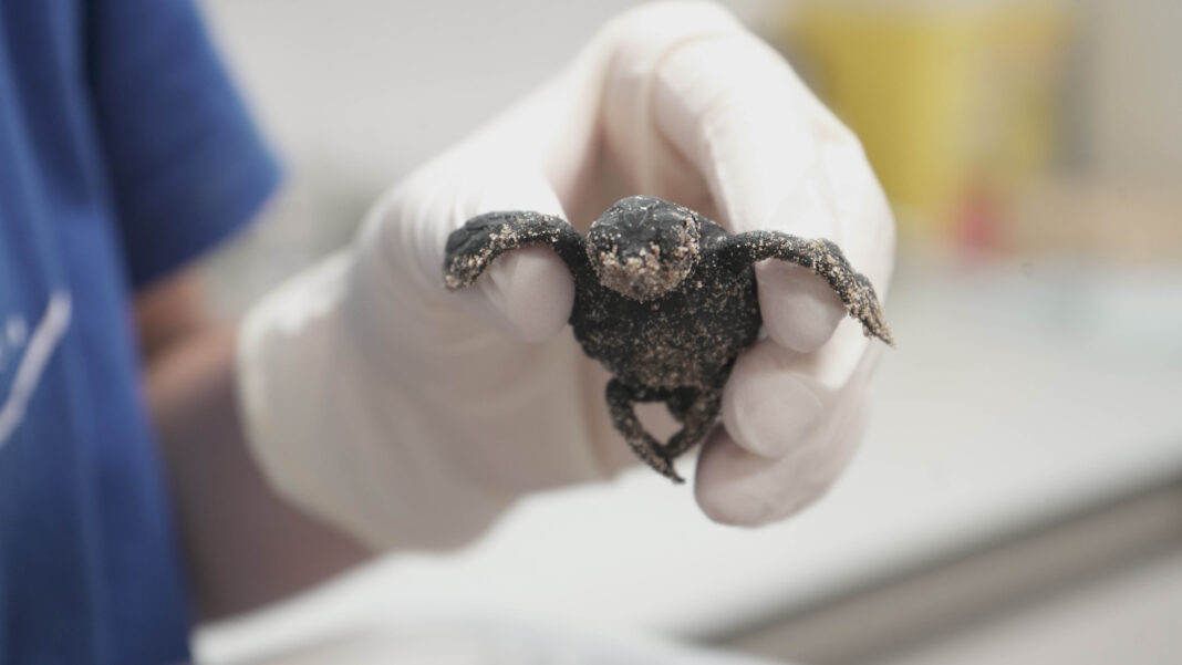 Nace en el Oceanogràfic de la Ciutat de les Arts i les Ciències la primera tortuga del único nido registrado este año en España