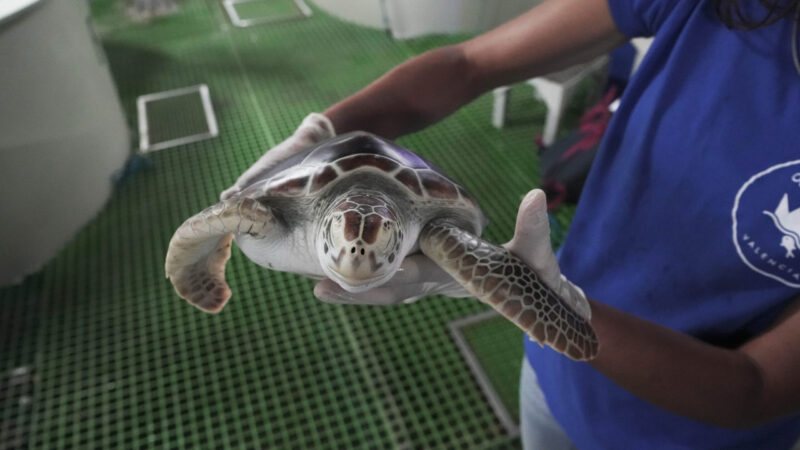 El Oceanogràfic de la Ciutat de les Arts i les Ciències recibe cuatro tortugas verdes en peligro de extinción del acuario de Nagoya en Japón