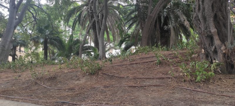 Los vecinos piden a Campillo cuide los árboles de la Ciudad y haga públicos los informes sobre su estado