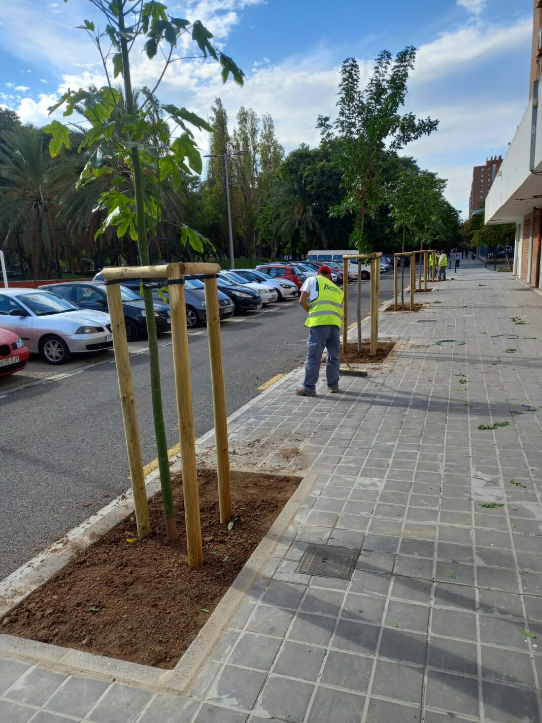 Valencia plantará 1294 árboles para acabar con los más de 3.500 alcorques vacíos en la ciudad desde hace años
