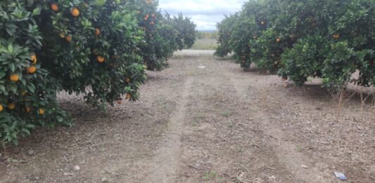 Los robos de las cosechas de naranjas vuelven a ser actualidad en un año especialmente duro para el campo